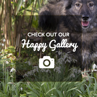 Happy Gallery