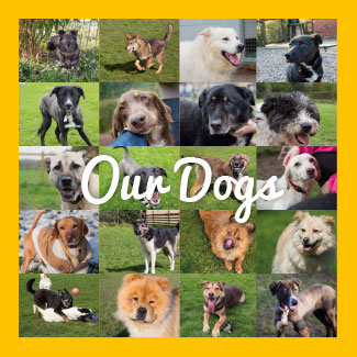 Our Dogs
