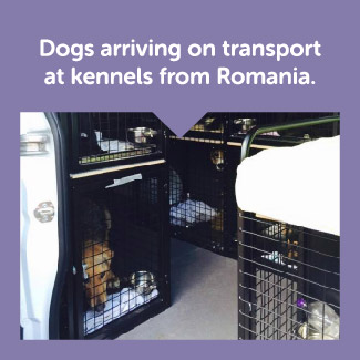 The Project in Romania 2