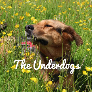 The Underdogs