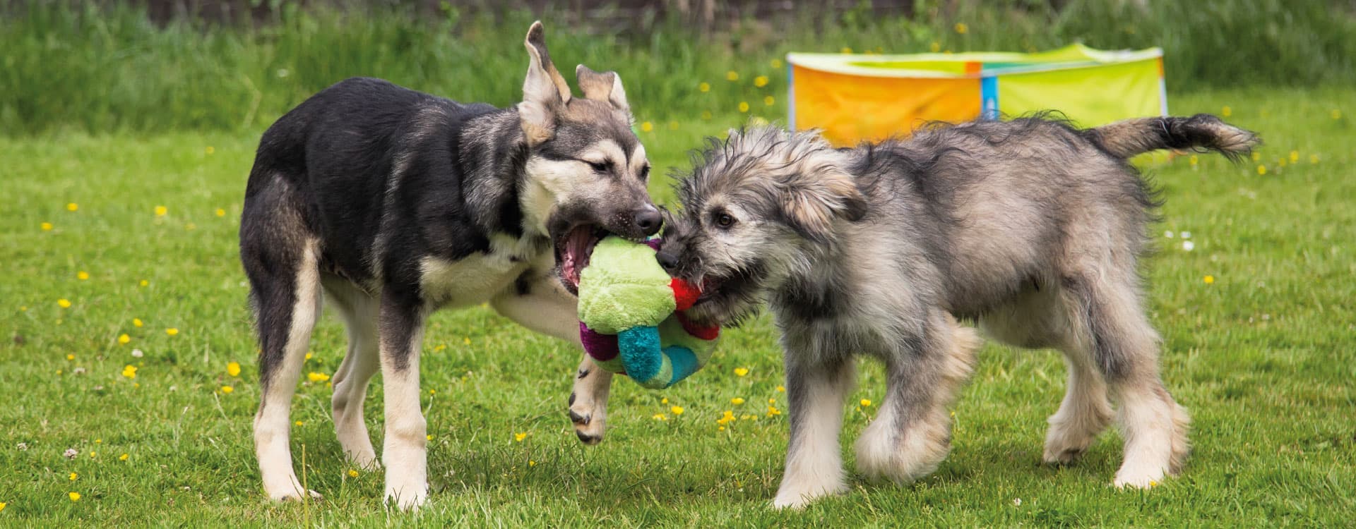 How Rehoming Works