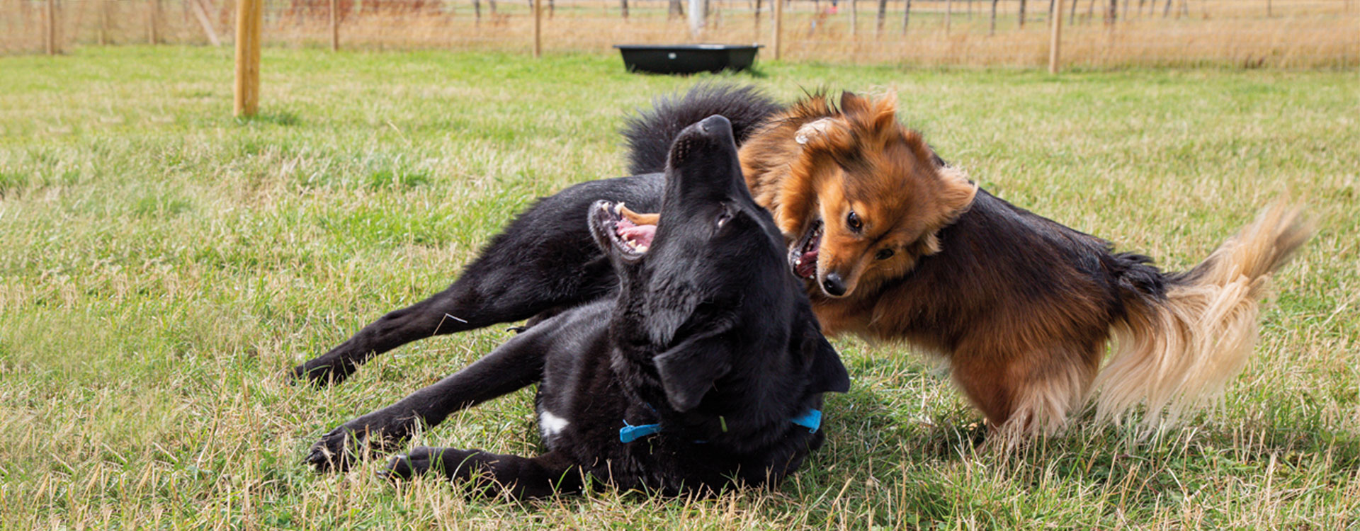 Our Dogs