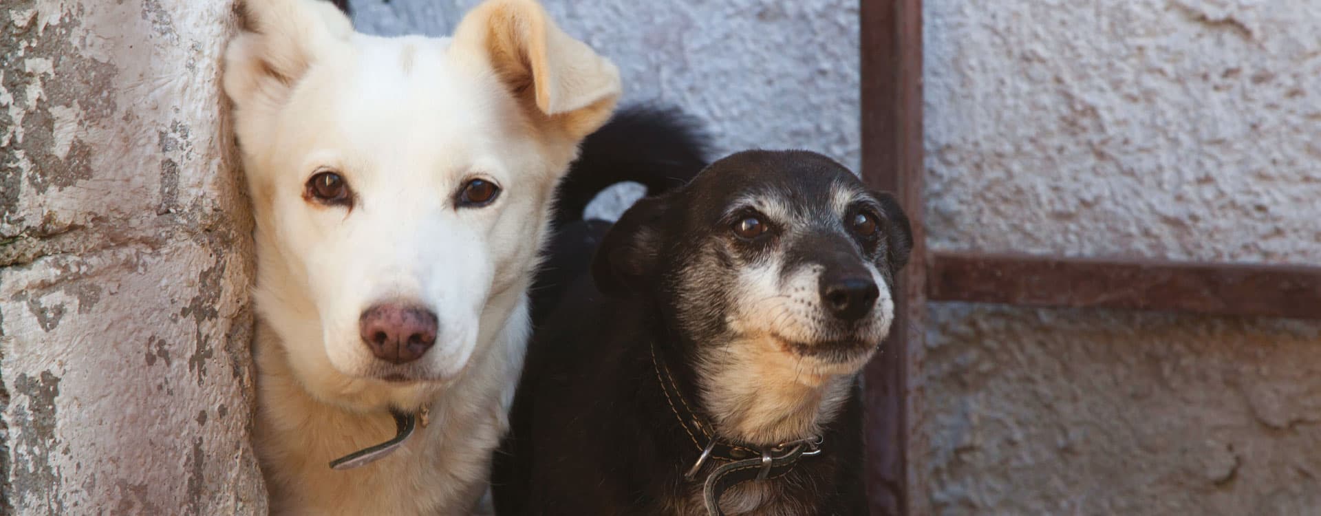 Sponsor a Shelter Dog