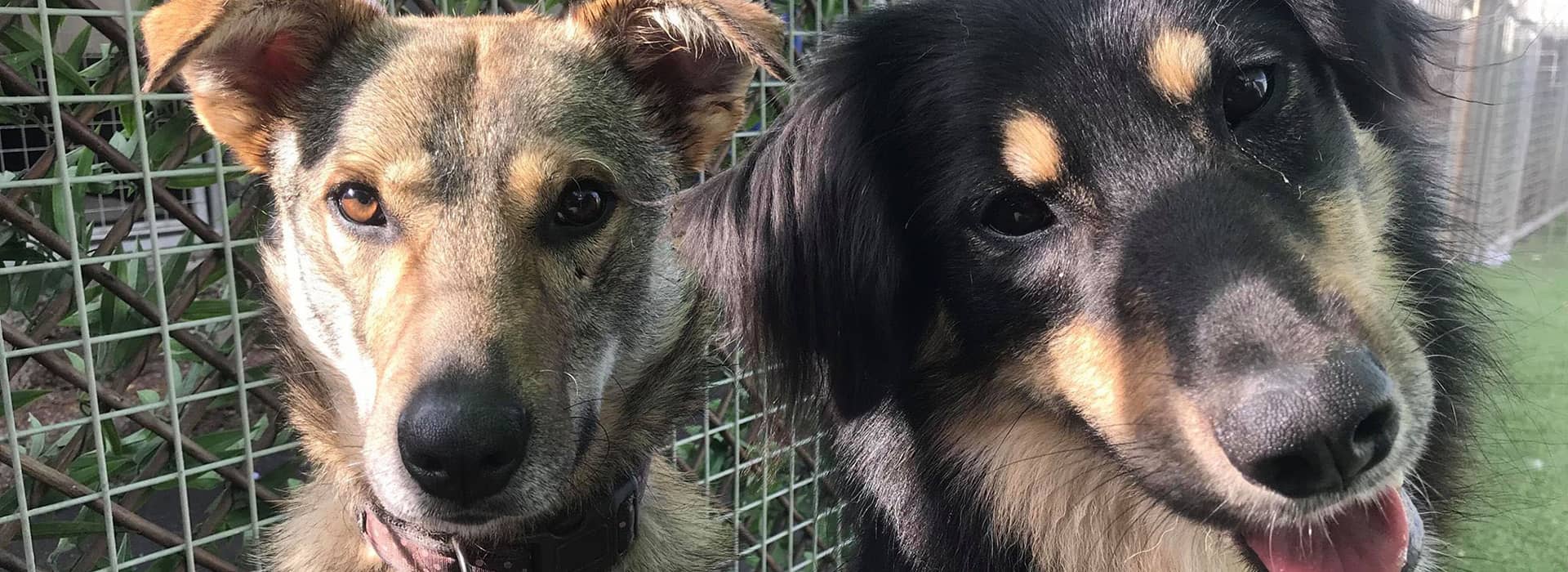 Visit with a view to adopt