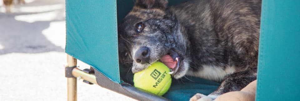 Dog with ball