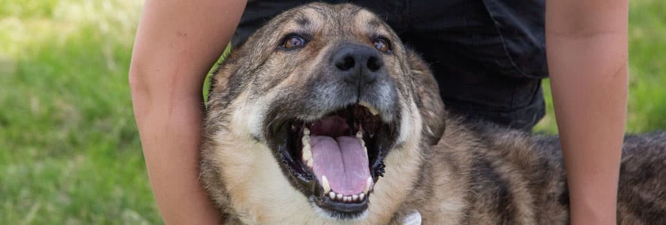 Happy Dog