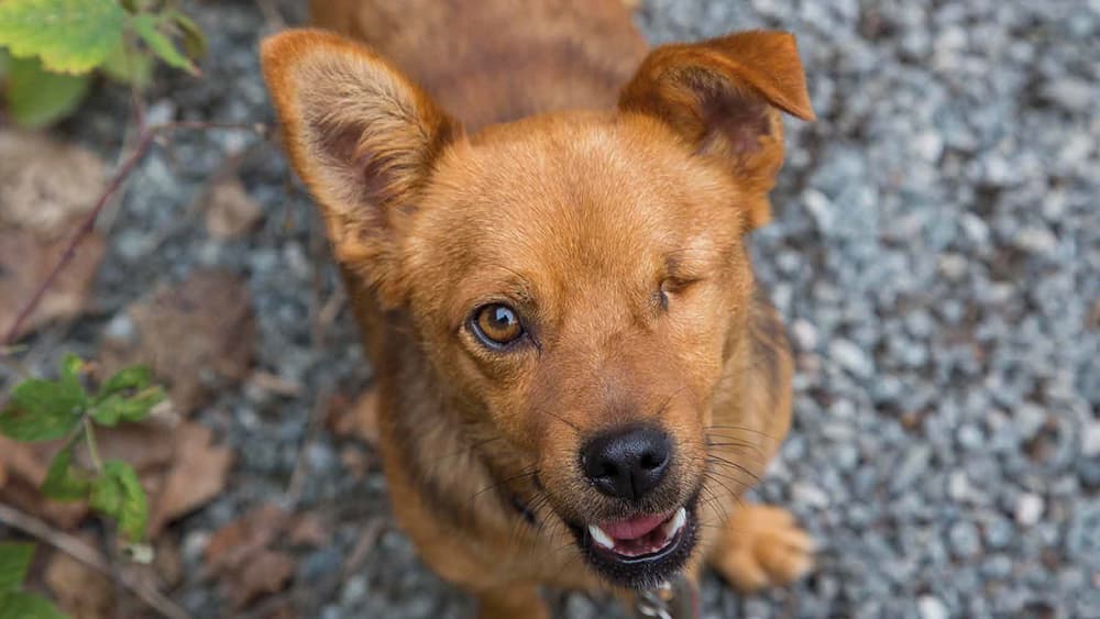 Dog