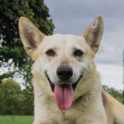 Happy dog
